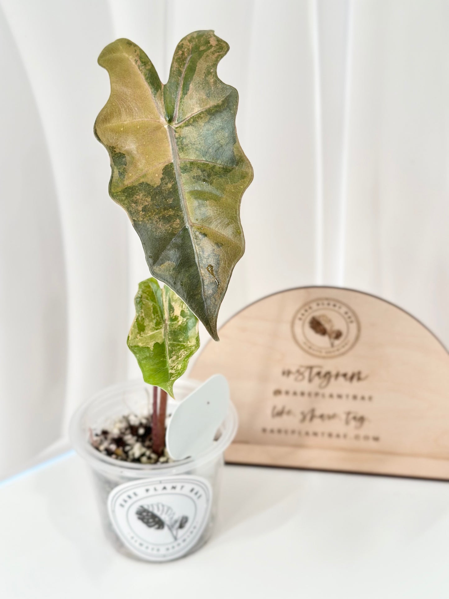 Alocasia Pseudo Sanderiana variegated - aurea