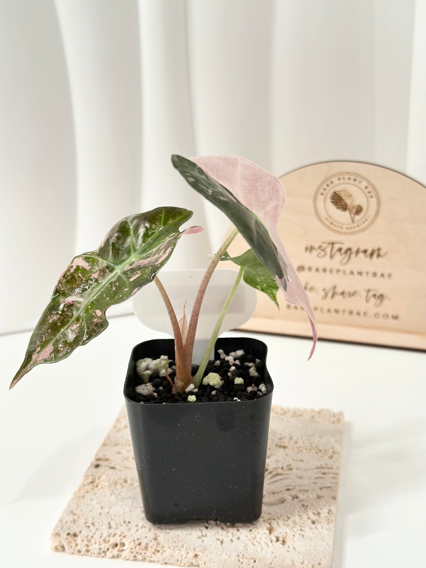 Alocasia Polly variegated - Pink