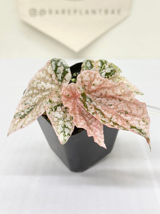 Begonia "Snow Capped" variegated