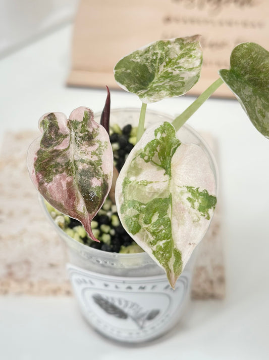 Alocasia Cuprea Variegated - pink marble