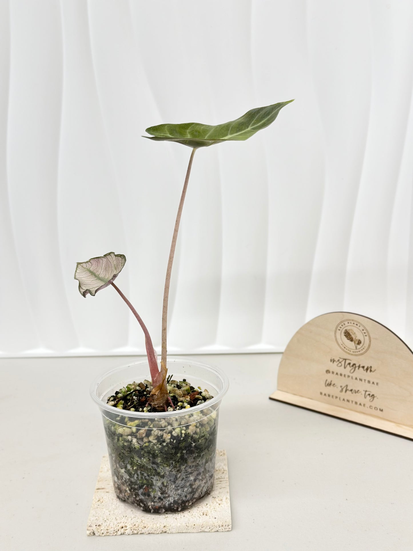 Alocasia Pink Dragon variegated - "stardust"