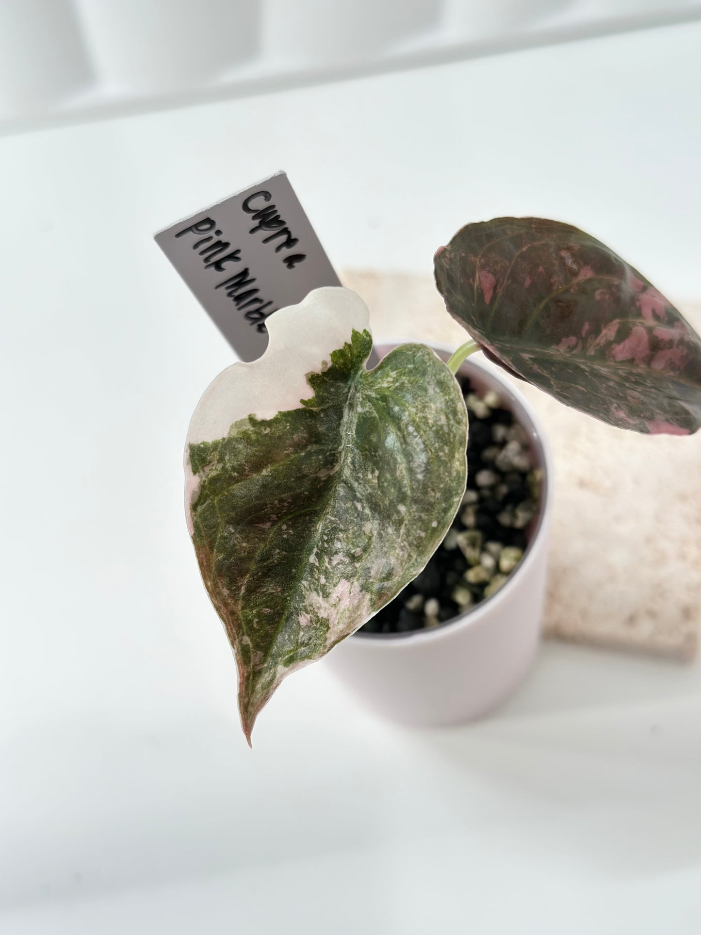 Alocasia Cuprea Variegated - pink marble