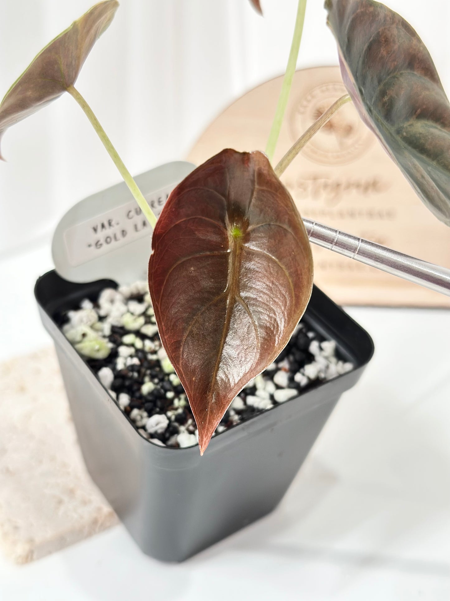 Alocasia Cuprea variegated - "gold latte"/ aurea
