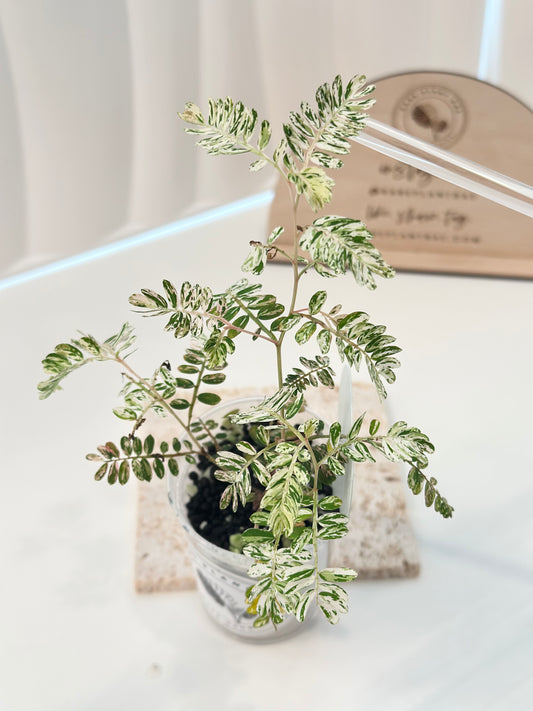 Phyllanthus Urinaria variegated - pink (A16)