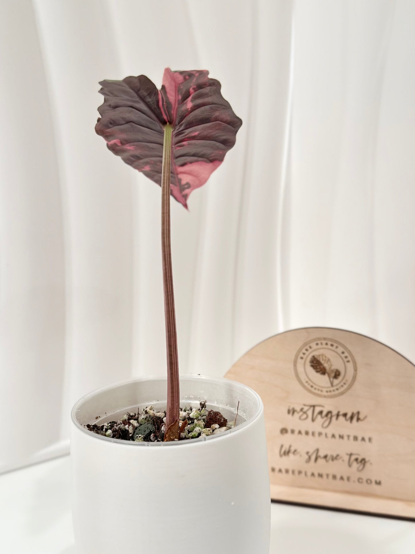 Alocasia Chantrieri Variegated - pink