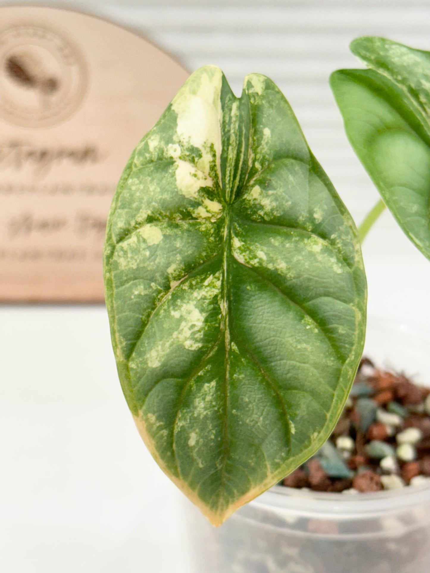 Alocasia Silver Dragon Variegated - aurea