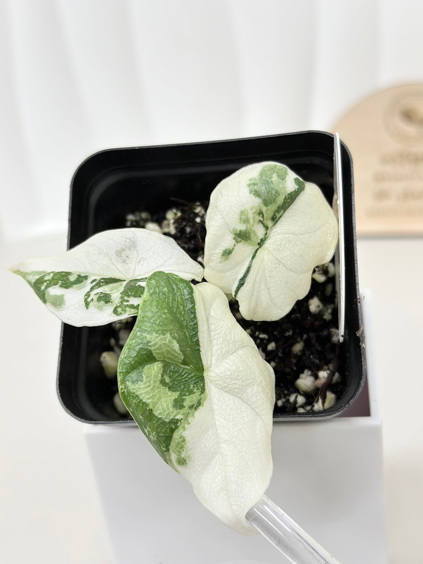 Alocasia Melo variegated - albo