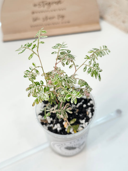 Phyllanthus Urinaria variegated - pink