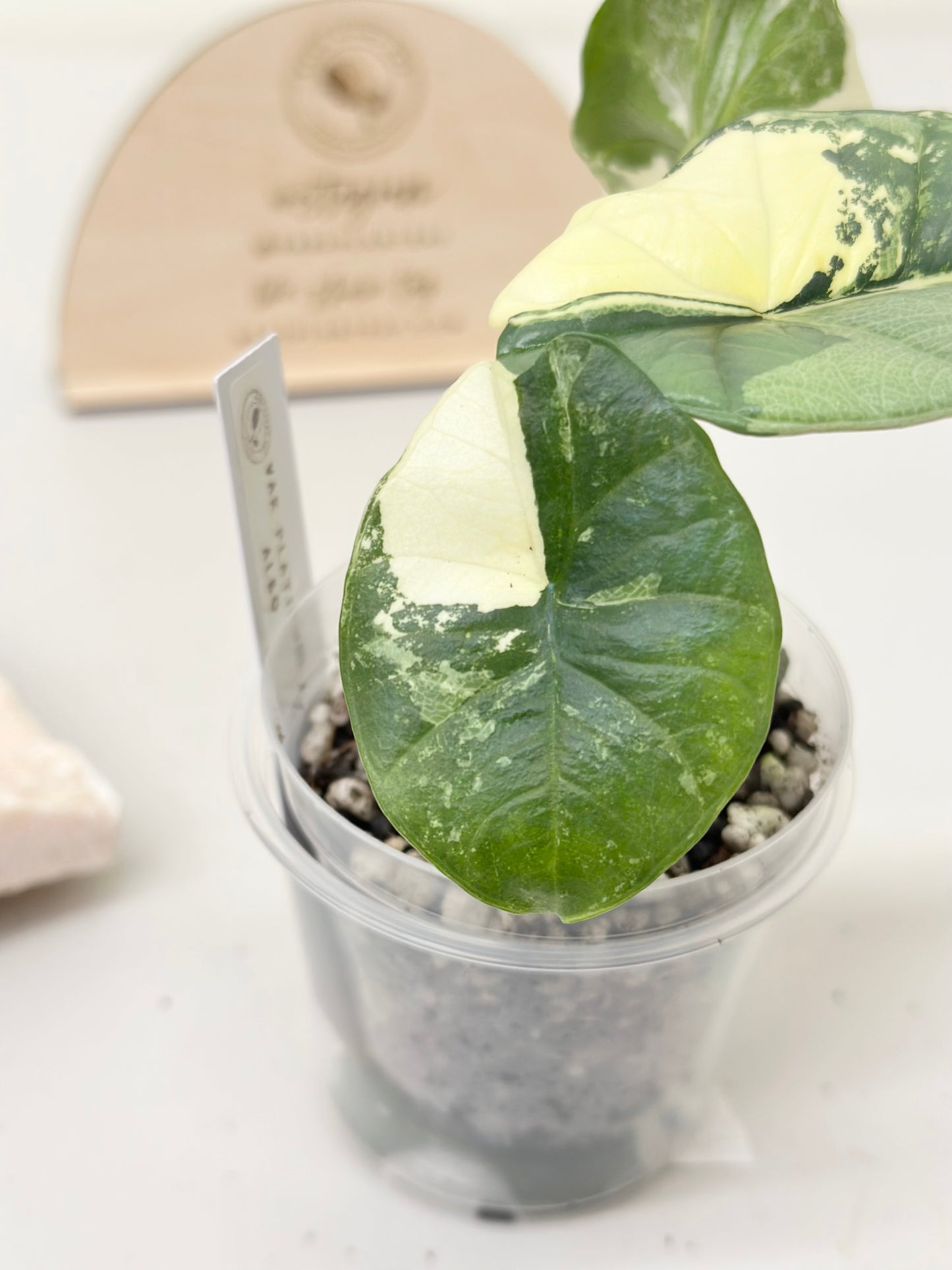 Alocasia Bisma "Platinum" variegated - albo (A1)