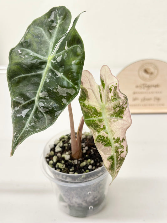 Alocasia Polly variegated - Pink