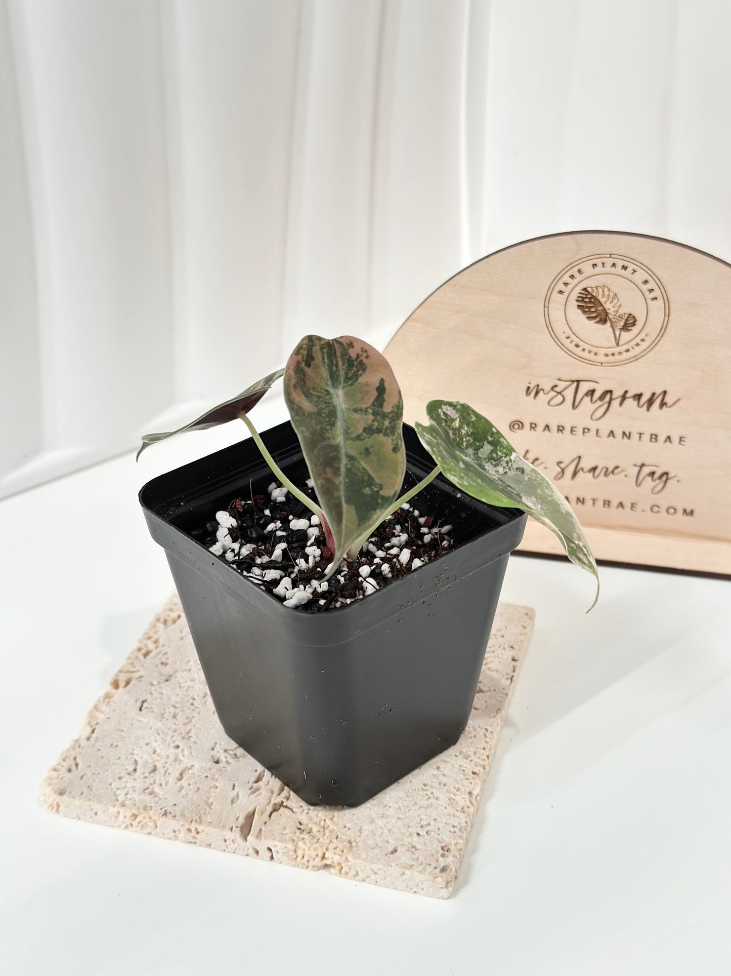 Alocasia Sedenii variegated - aurea