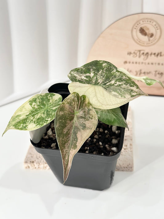 Alocasia Wentii variegated - pink/ albo (A3)