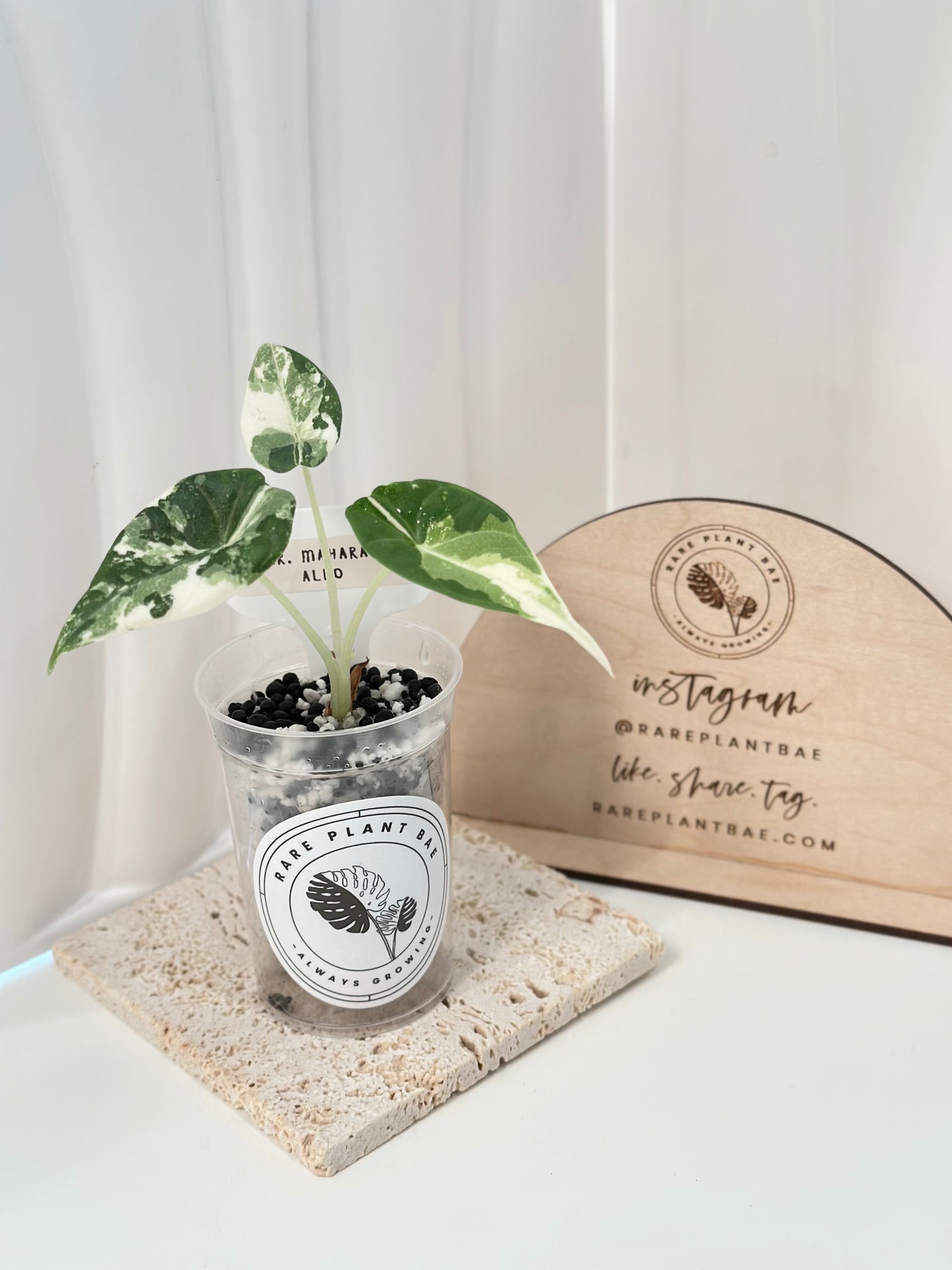 Alocasia Maharani variegated - albo