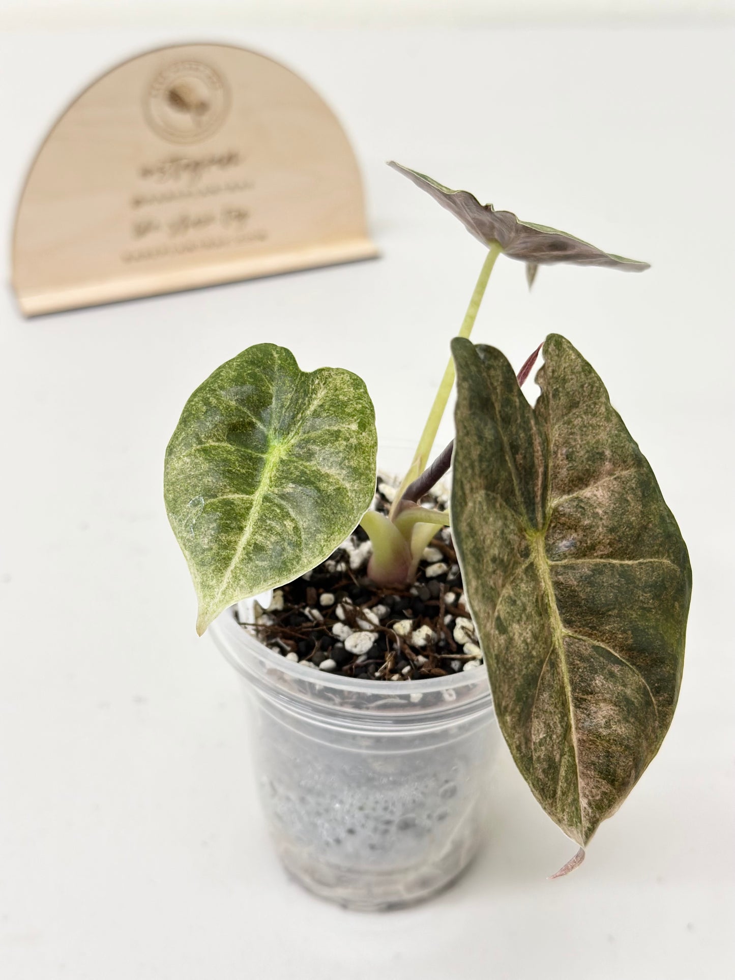 Alocasia Golden Bone variegated - pink mint (W1)
