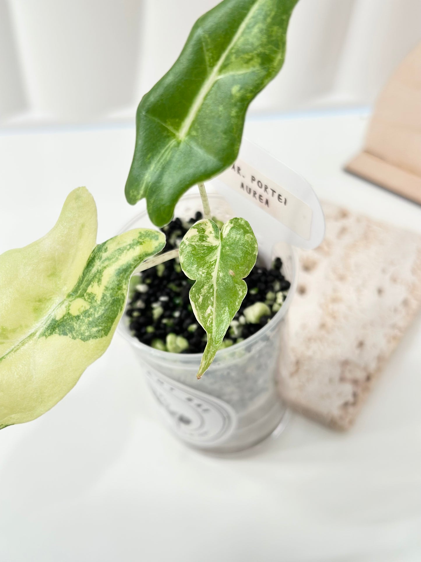 Alocasia Portei variegated - aurea