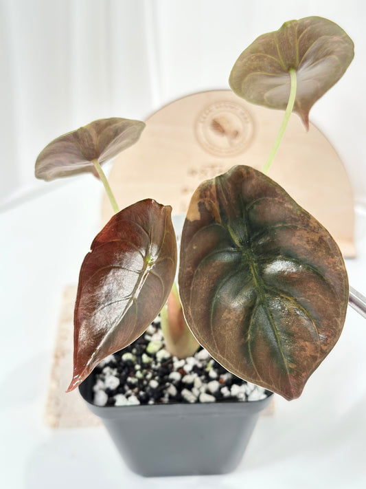 Alocasia Cuprea variegated - "gold latte"/ aurea