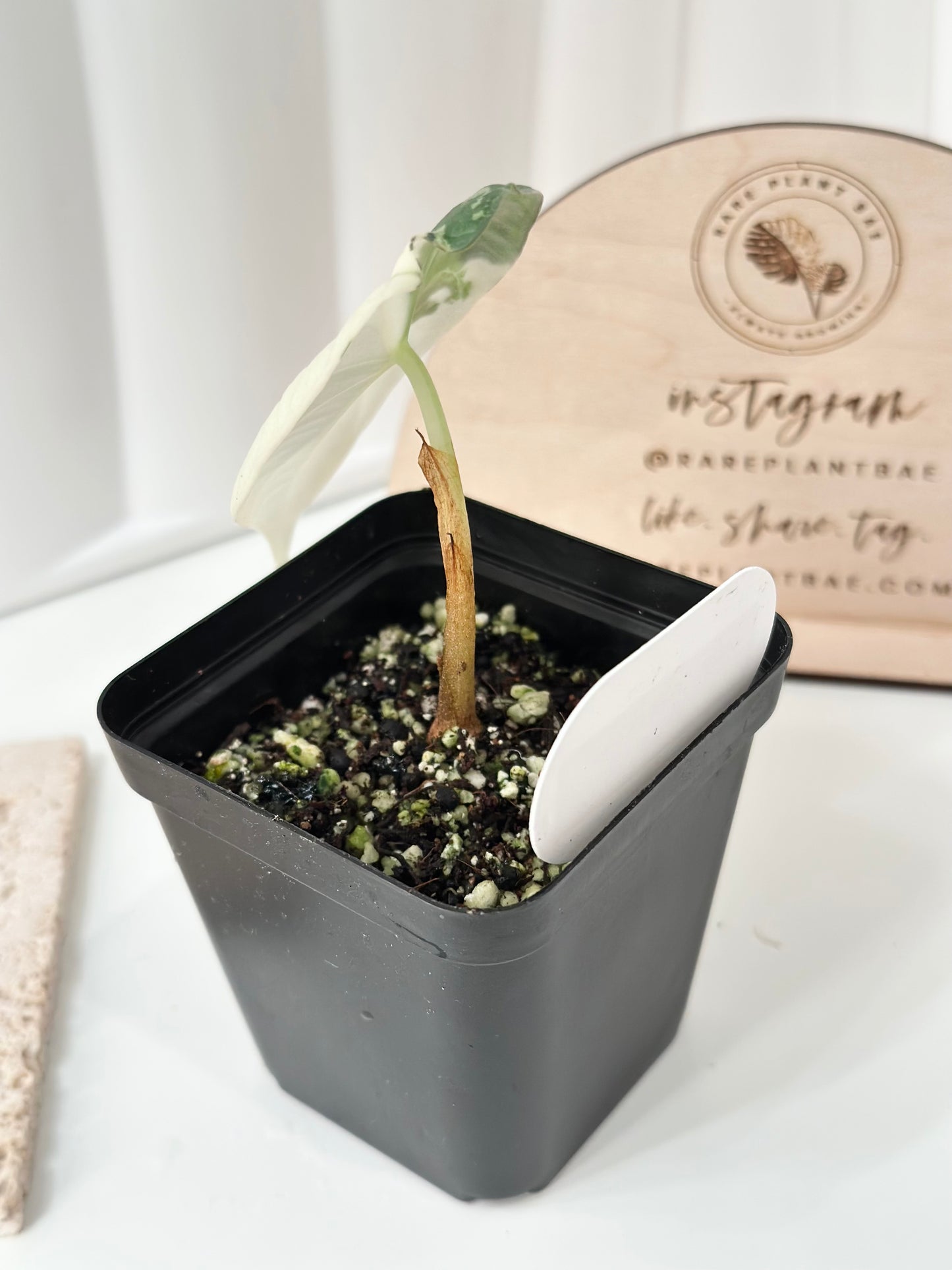 Alocasia Maharani variegated - albo