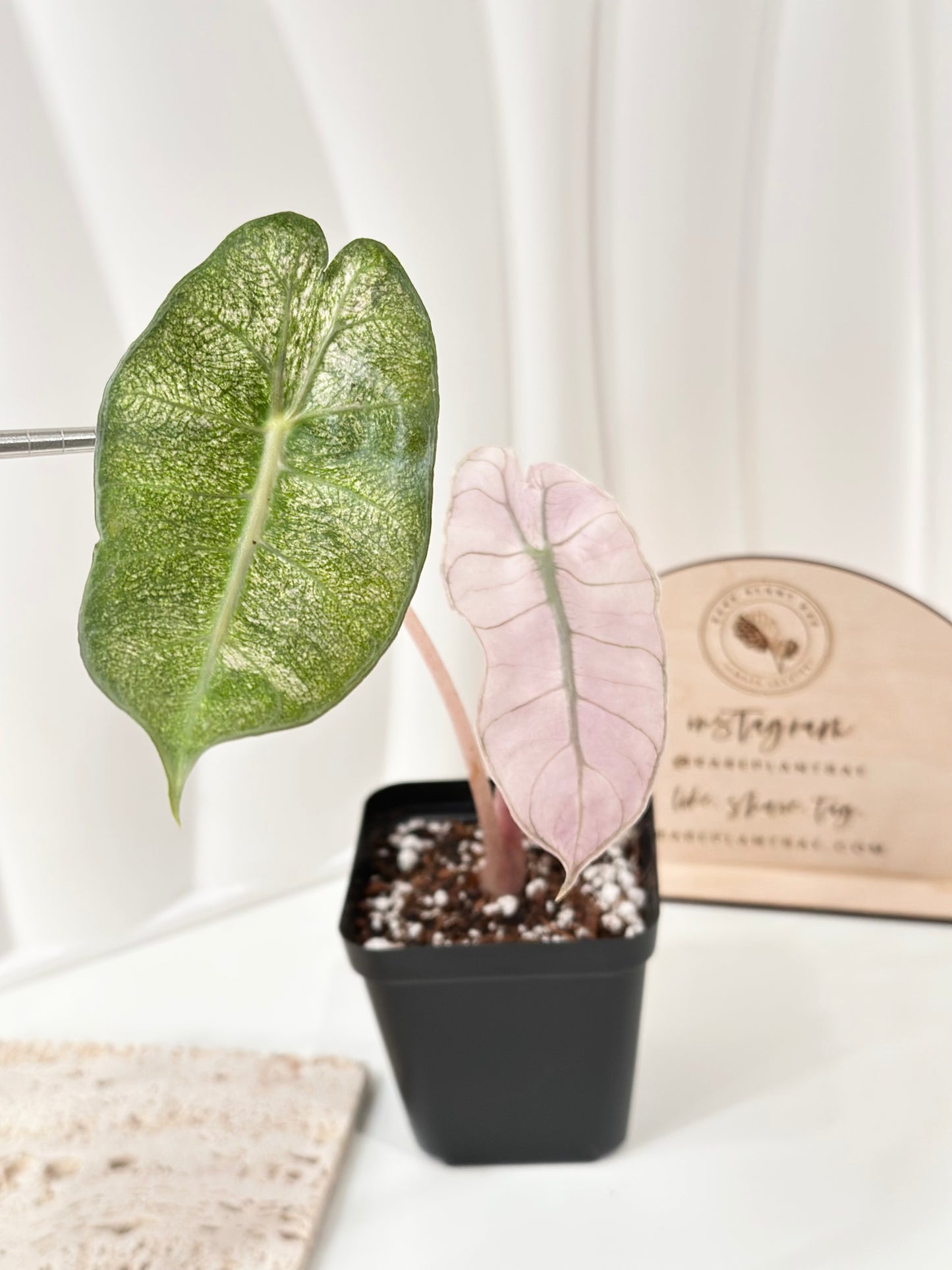 Alocasia Pink Dragon variegated - "stardust"
