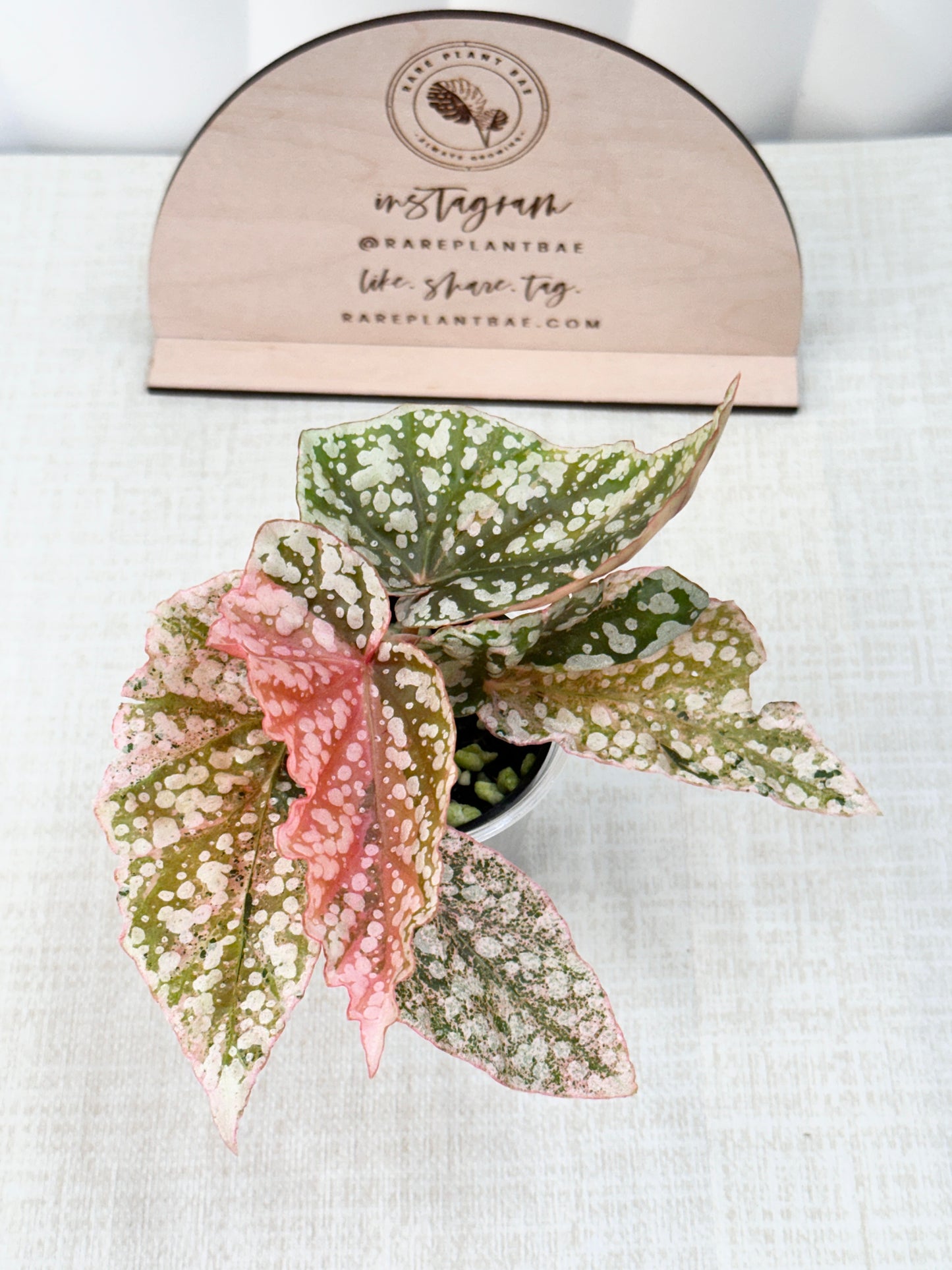 Begonia "Snow Capped" variegated