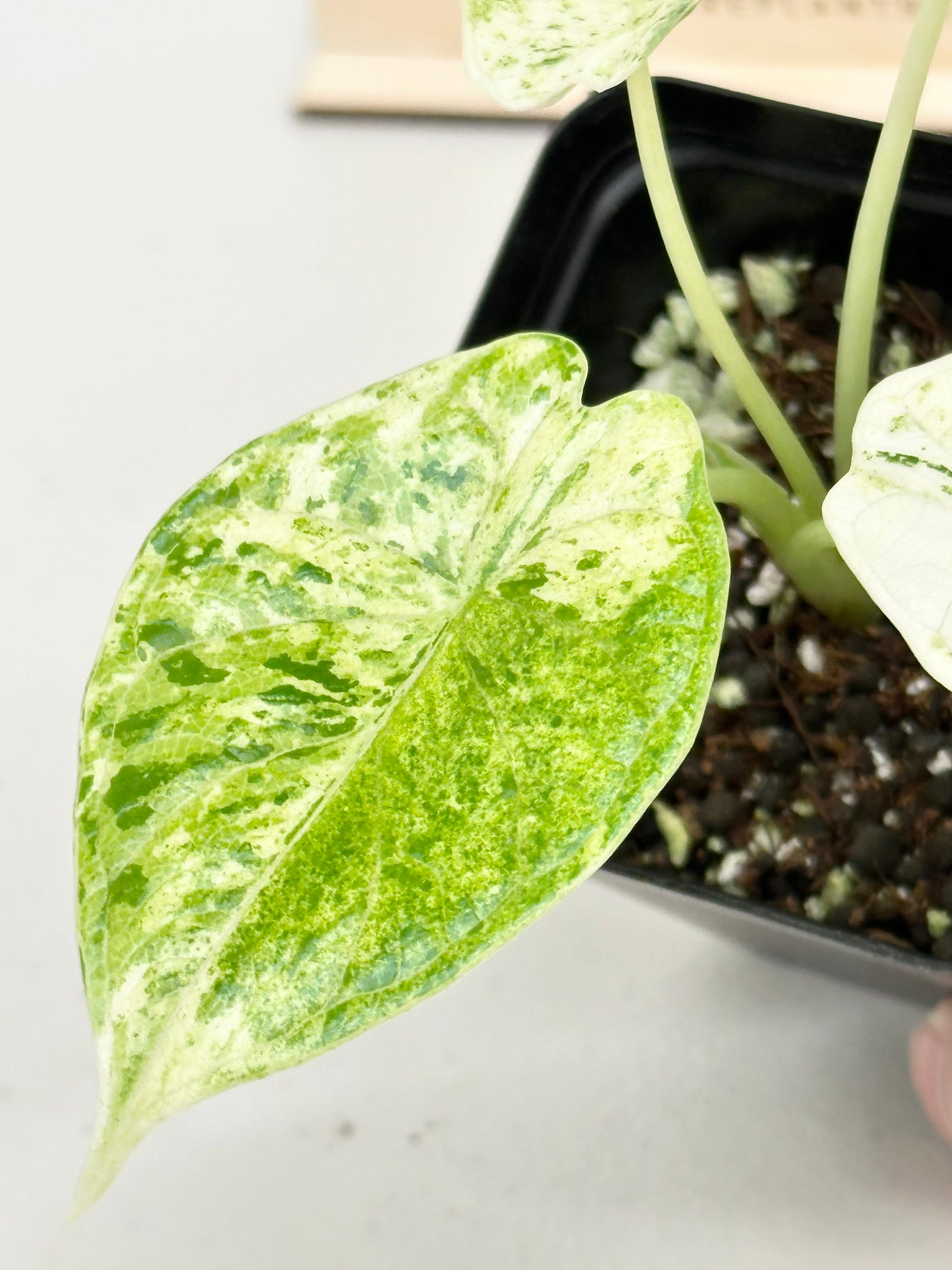Alocasia Dragon Scale Variegated - mint