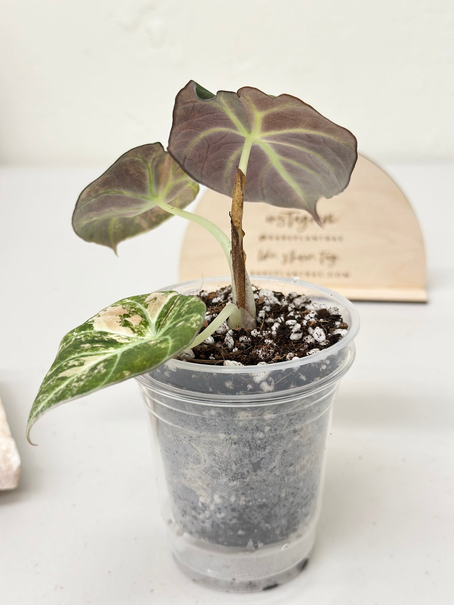Alocasia Black Velvet Variegated - aurea