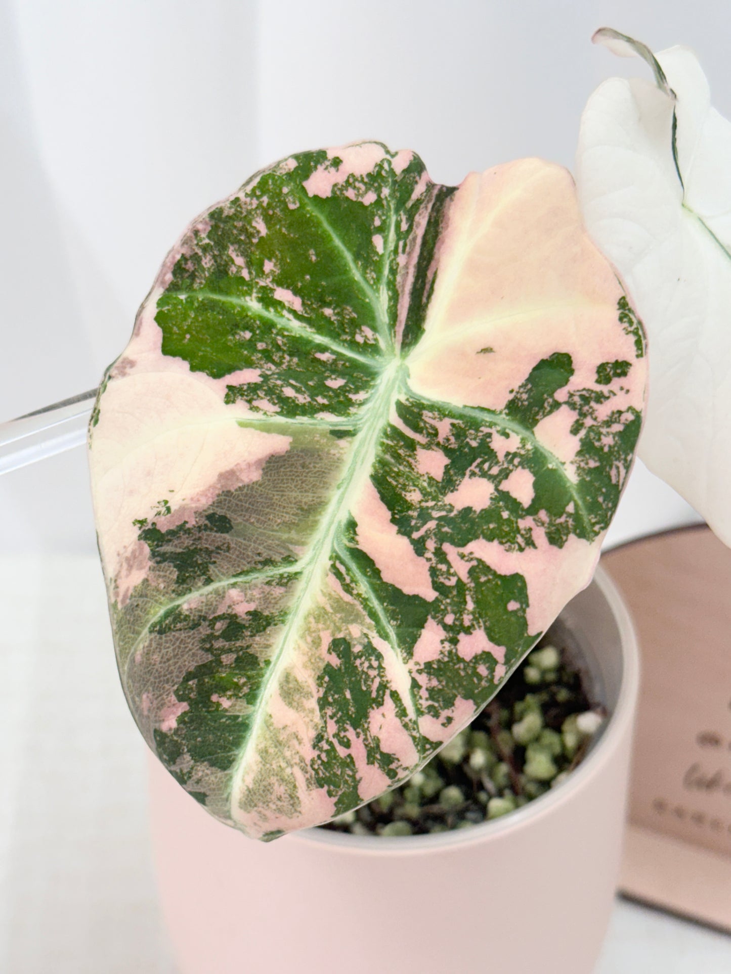 Alocasia Black Velvet Variegated - pink/albo