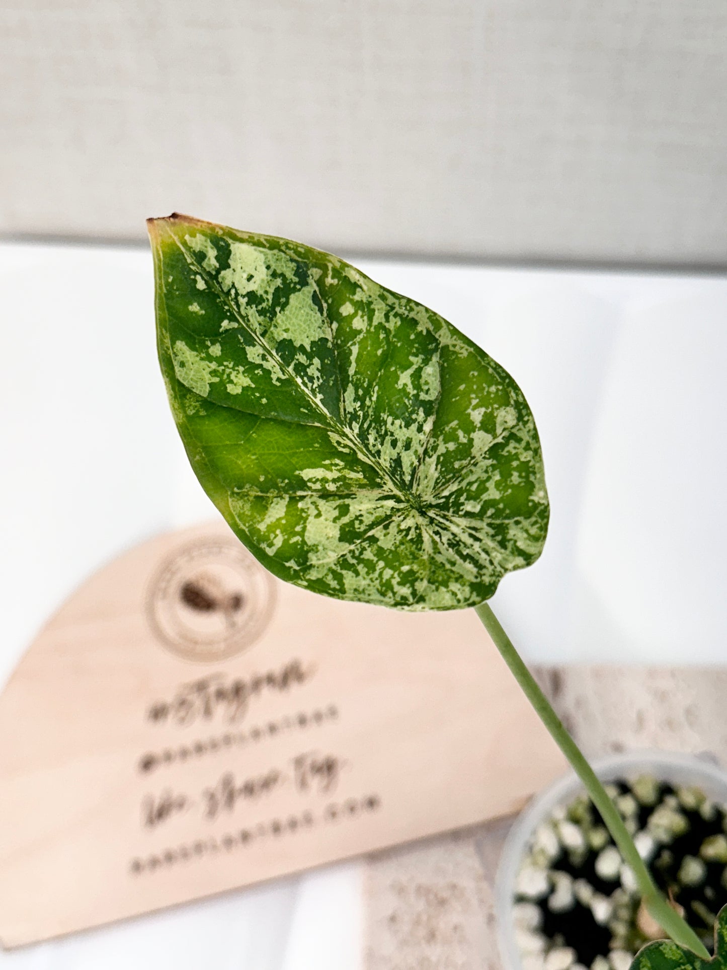 Alocasia Dragon Scale Variegated (Mint)