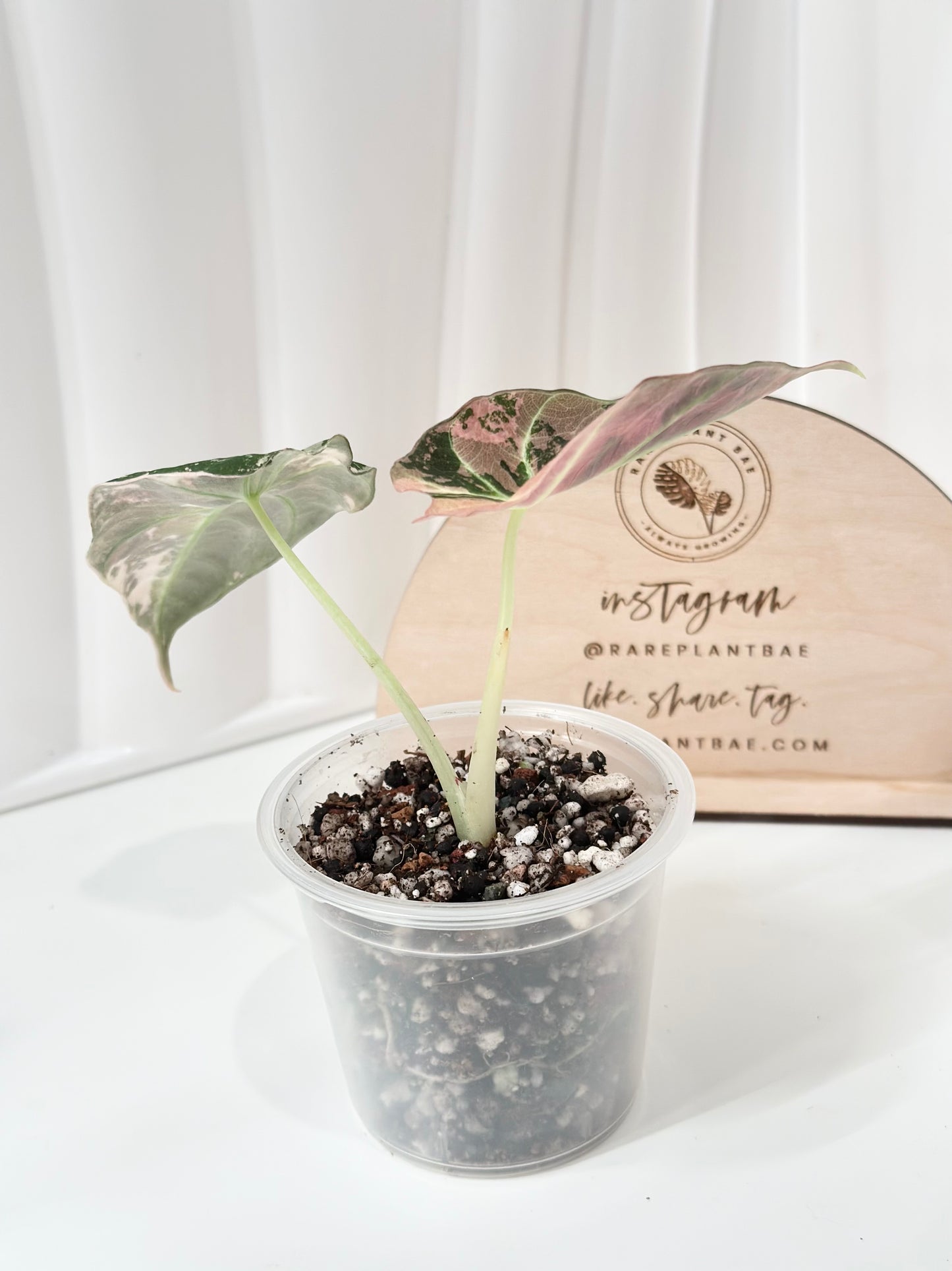 Alocasia Black Velvet Variegated - pink/albo