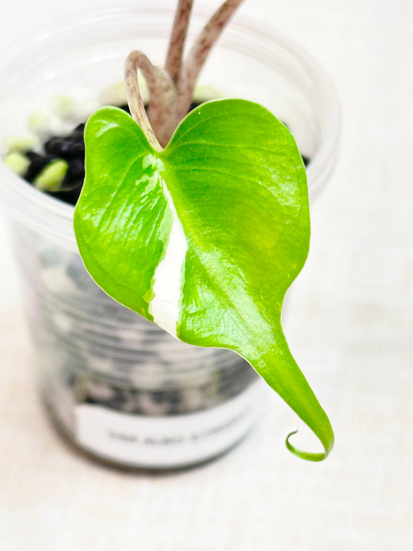 Alocasia Stingray variegated - albo