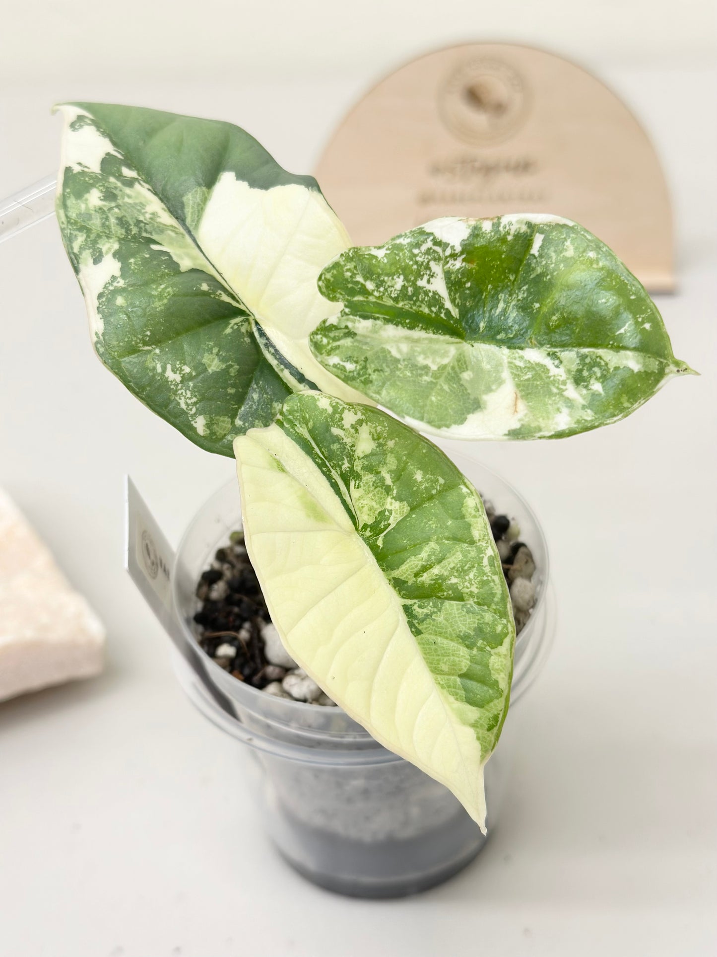 Alocasia Bisma "Platinum" variegated - albo (A3)
