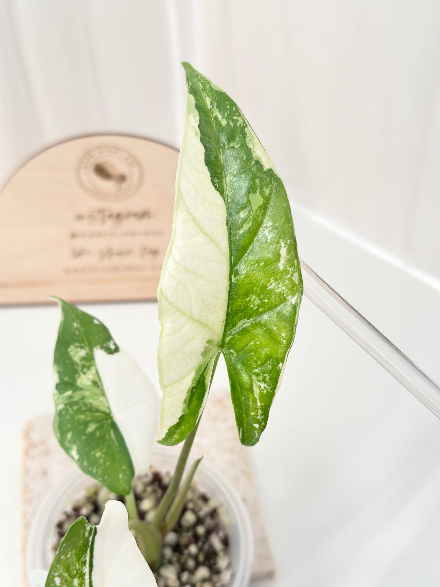 Alocasia Simpo Variegated - albo