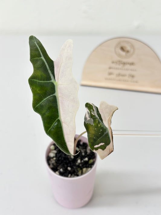 Alocasia Amazonica variegated - pink/albo (true US version) *corm-grown*