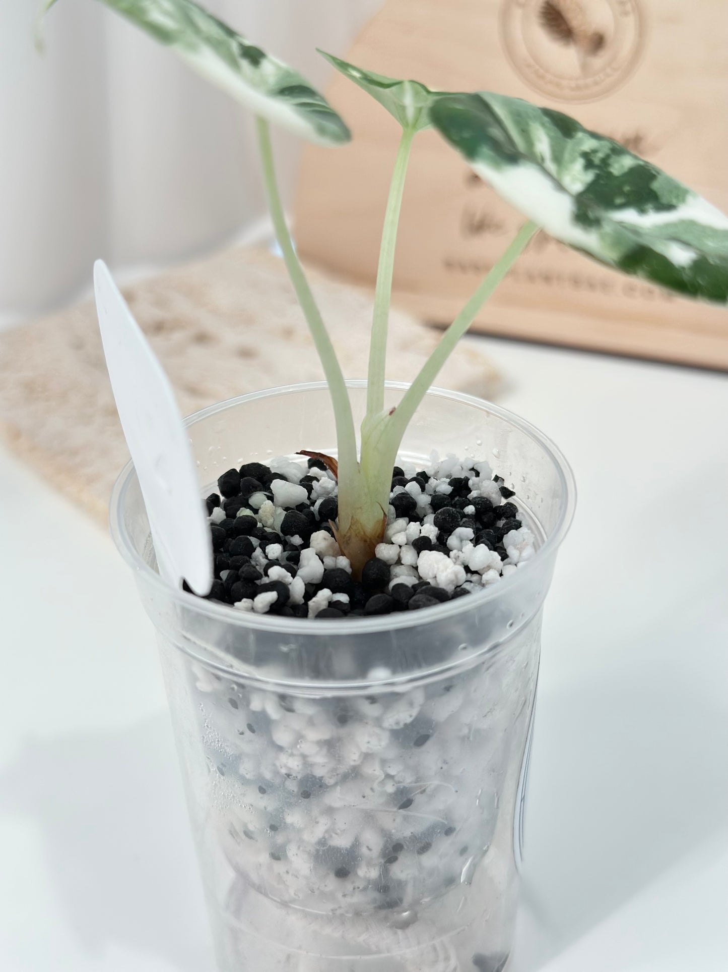 Alocasia Maharani variegated - albo