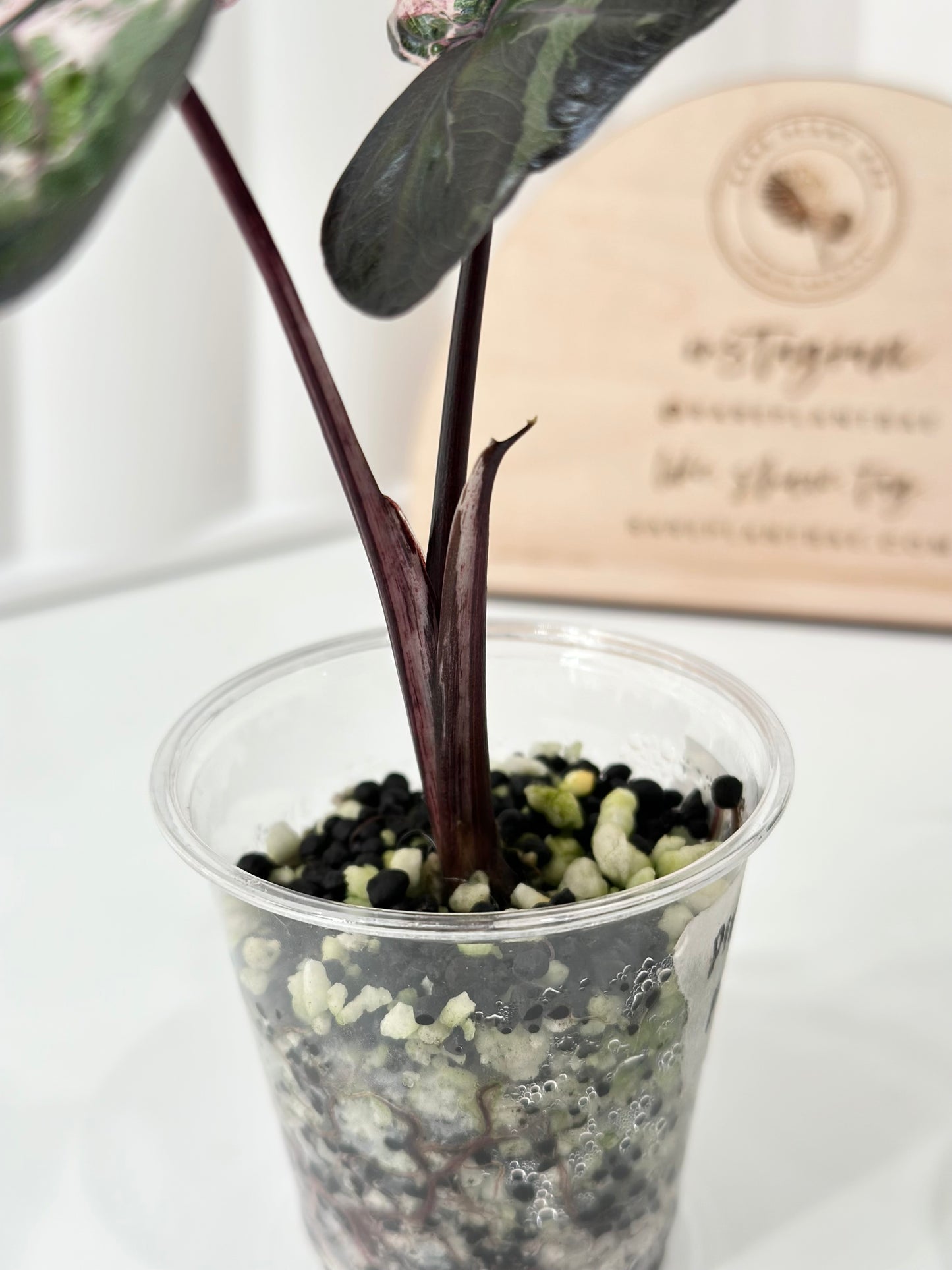 Alocasia Plumbea variegated - pink *special strain*