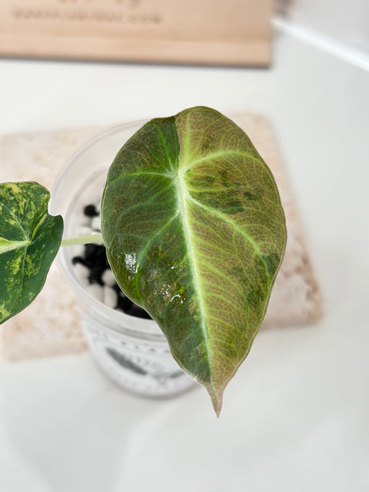 Alocasia Black Velvet Variegated - aurea