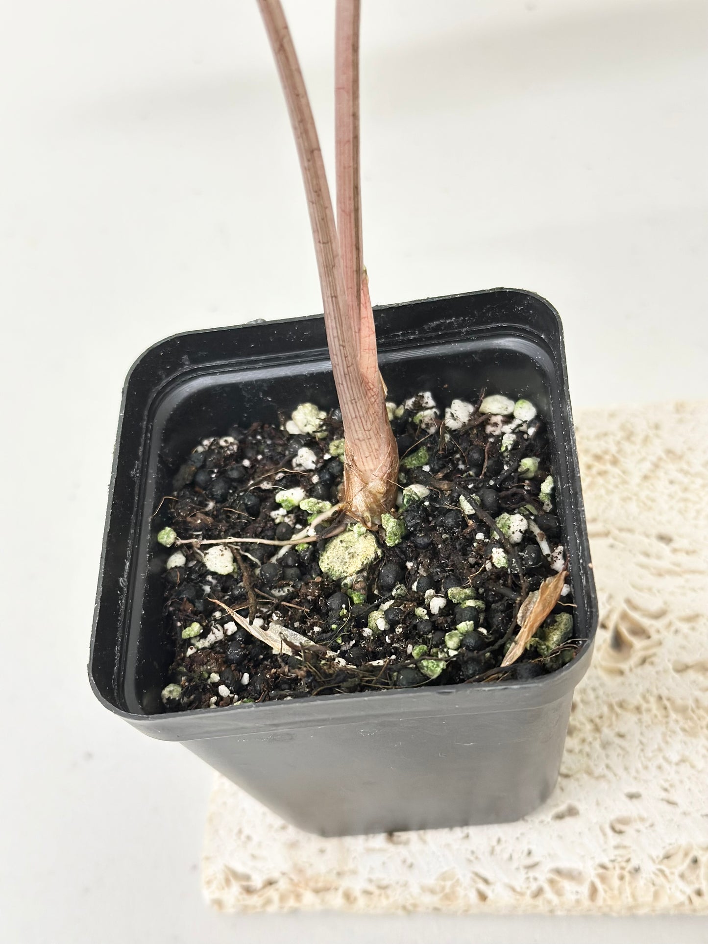 Alocasia Sanderiana "Nobilis K" Variegated - pink (stem grown)