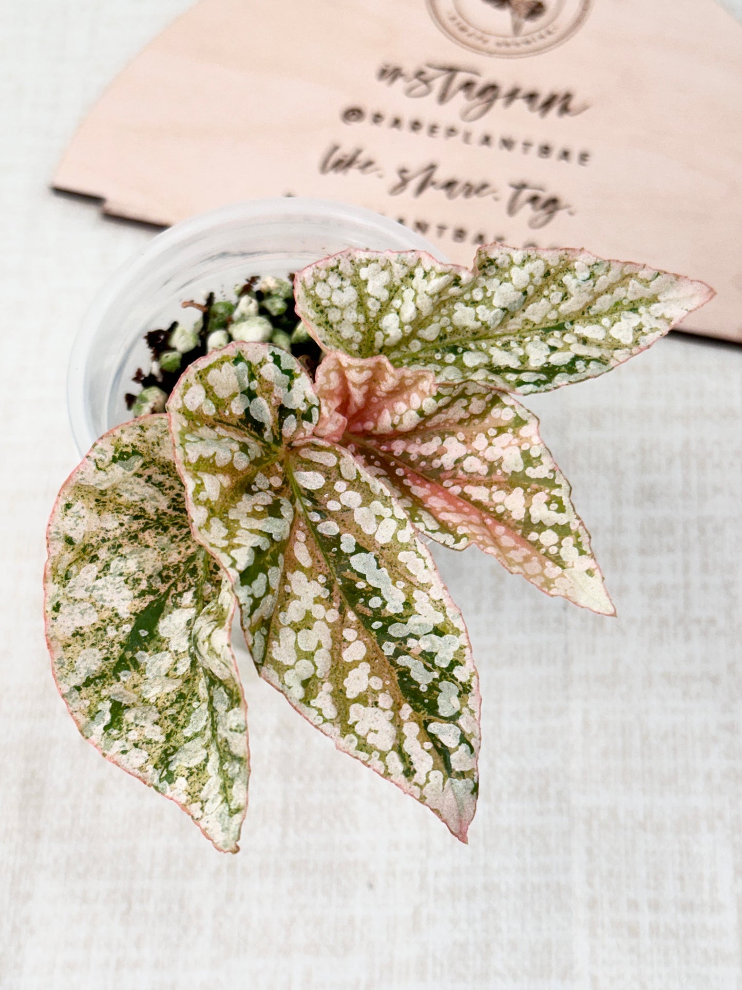 Begonia "Snow Capped" variegated