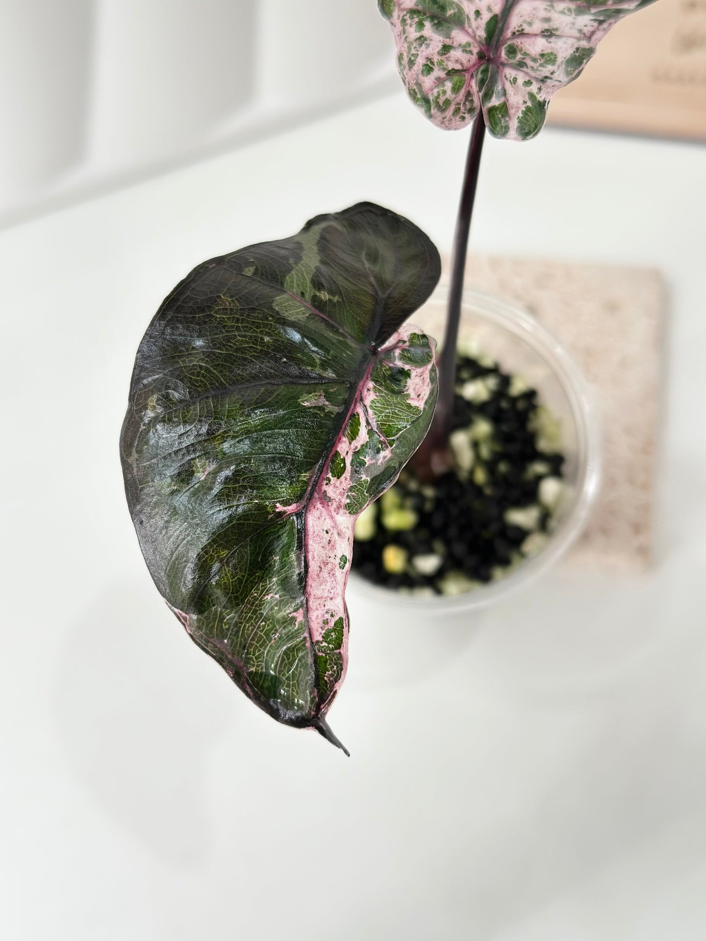 Alocasia Plumbea variegated - pink *special strain*