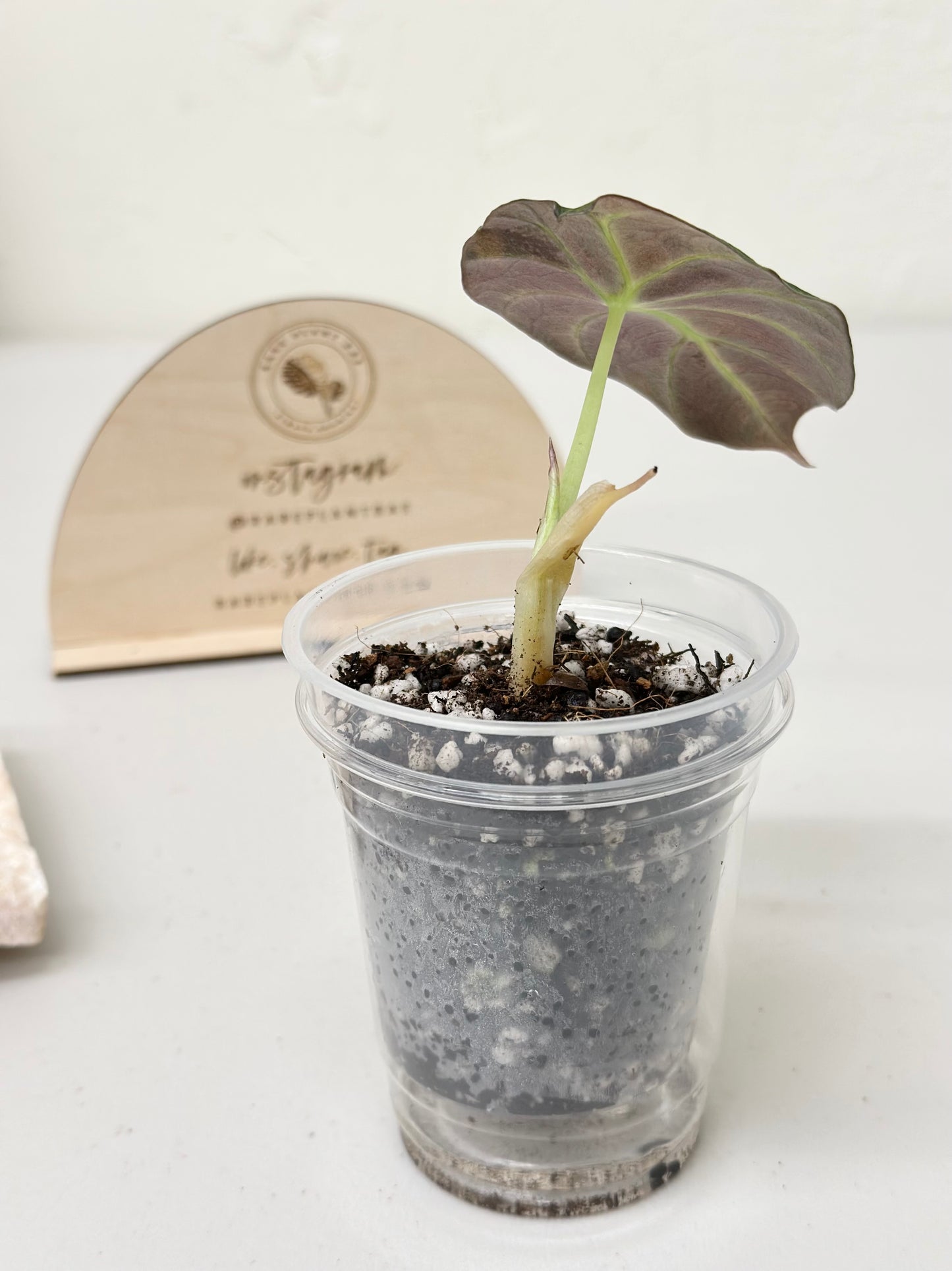 Alocasia Black Velvet Variegated - aurea