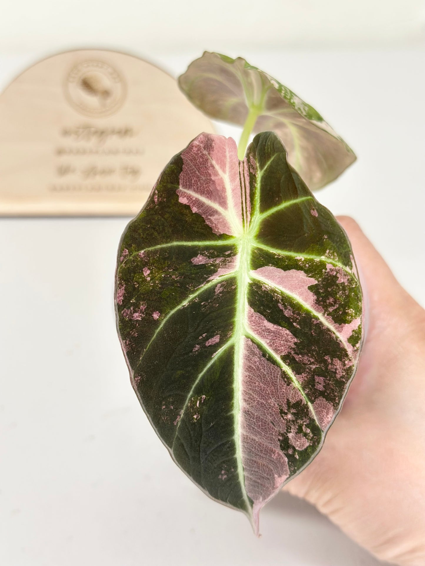 Alocasia Black Velvet Variegated - pink/albo