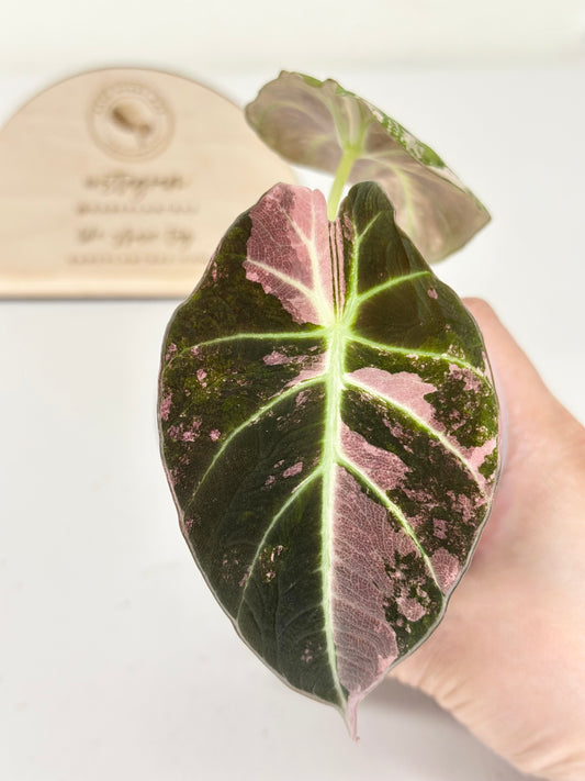 Alocasia Black Velvet Variegated - pink/albo