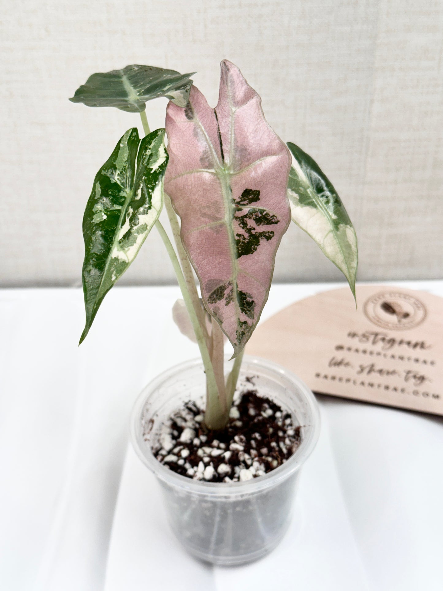 Alocasia Polly variegated - Pink