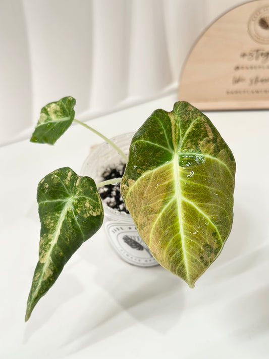 Alocasia Black Velvet Variegated - aurea