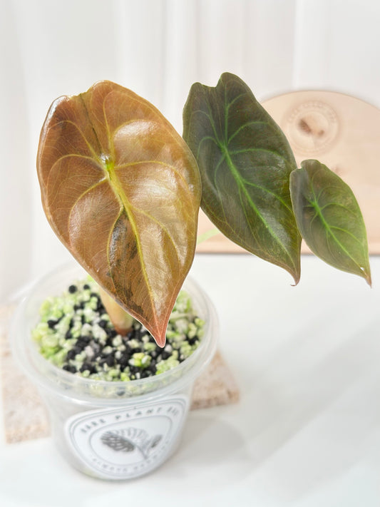 Alocasia Cuprea variegated - "caramel latte"/ aurea
