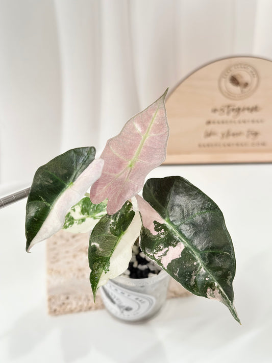 Alocasia Polly variegated - Pink