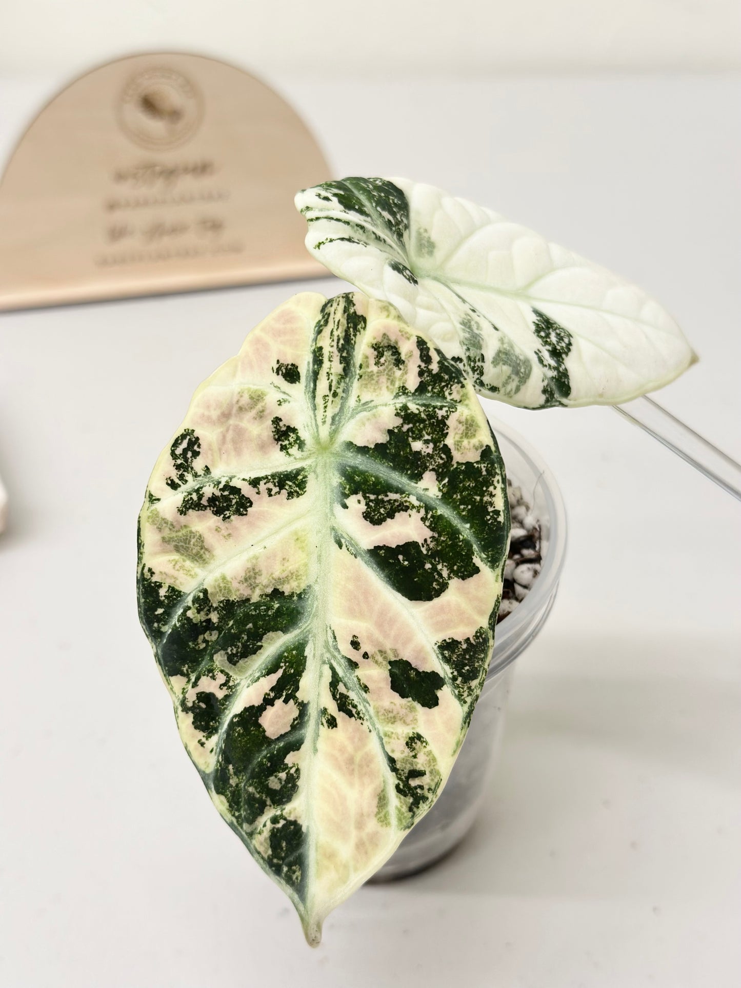 Alocasia Ninja variegated - albo *premium var*