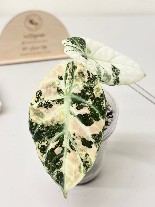 Alocasia Ninja variegated - albo *premium var*