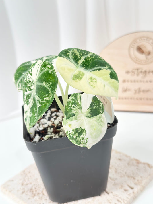 Alocasia Ninja variegated - albo
