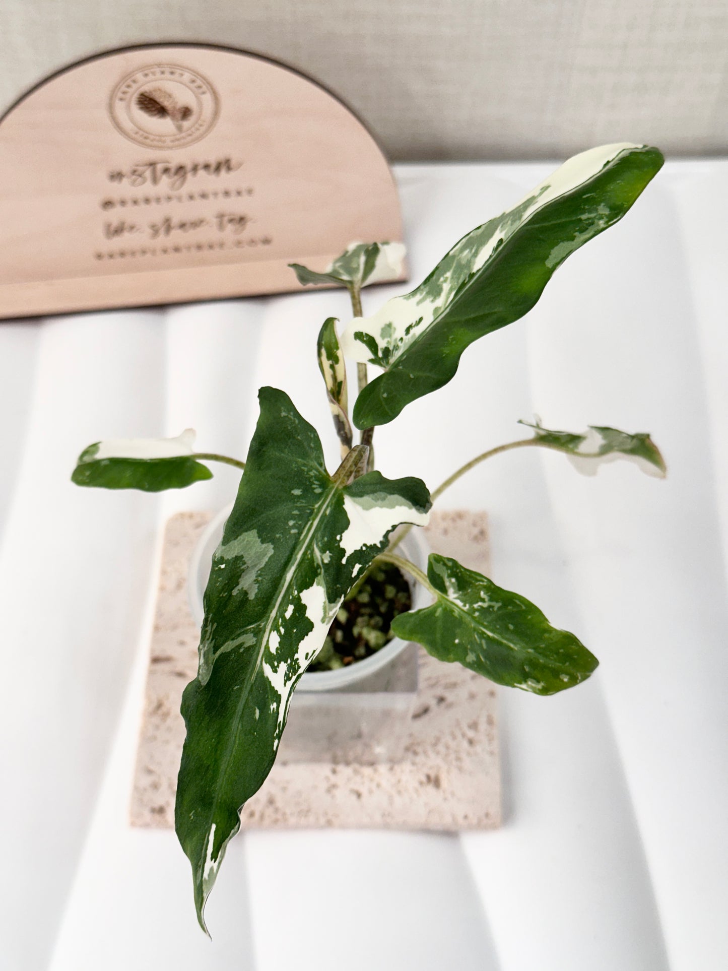 Alocasia Lauterbachiana variegated - albo