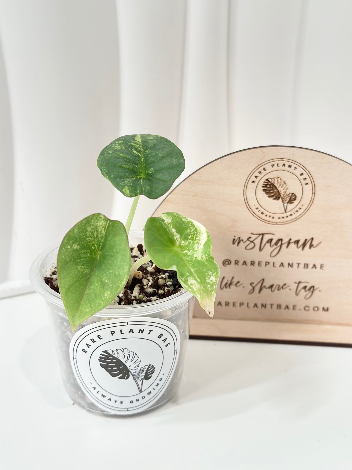 Alocasia Nebula Variegated - aurea